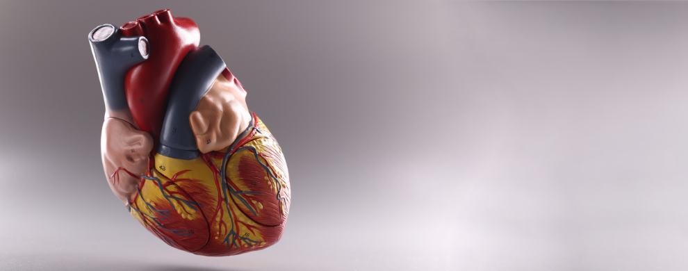 A model of an anatomical heart floats on the left side of the frame on a grey background.